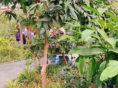 -南宫五洲植物乐园