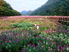 -广州市石门国家森林公园