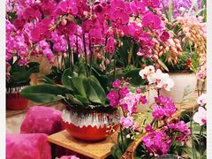 -双季花艺园艺市场(浦东店)