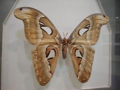 -上海昆虫博物馆