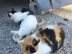 -梅黛奥拉修道院