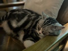 -咖法森林·咖啡  酒吧(天河店)