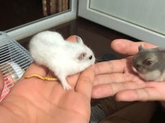 -钓仓鼠(洋桥北里小区店)