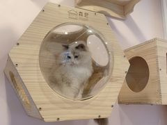 -猫咪派对(江南西店)