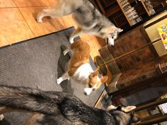 -more than meow吴止猫主题餐厅(承德 中船汇店)