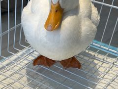 -怪兽屋·羊驼·猫咖·狗咖(俊华广场店)