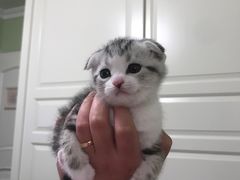 -Bastet sally猫舍购宠(静安店)