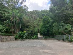 -银湖山郊野公园-相思林