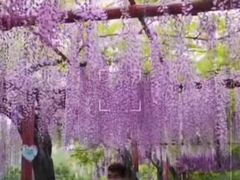 -嘉定紫藤园
