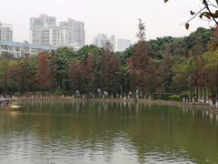 -金花茶公园