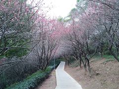 -金鸡山公园