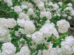 -杭州植物园