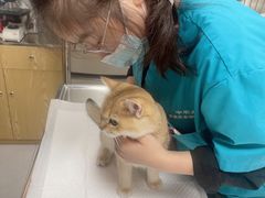 -中农大我爱我爱动物医院·核磁CT·猫病·24小时夜诊中心(石佛营店)