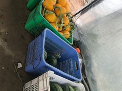 -庞各庄西瓜蔬菜采摘园·锦华瓜园