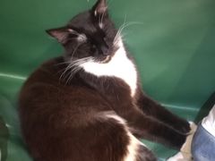 -猫色咖啡·猫咖