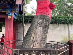 -蓬莱阁景区