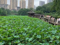 -龙头寺公园