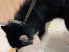 -宠福鑫康馨动物医院·骨科·眼科