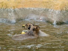 -合肥滨湖国家森林公园