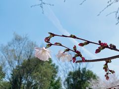 -顾村公园