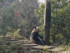 -中国大熊猫保护研究中心雅安碧峰峡基地