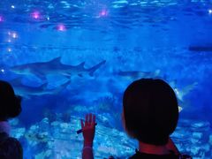 -烟台海昌鲸鲨海洋公园