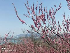 -香雪海
