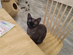 -楼上猫咖(罗湖店)