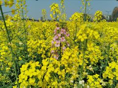 -中国天府农业博览园