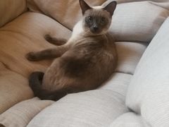-滚猫咖啡·猫咖·猫友好撸猫(未来城店)