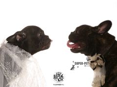 -超宠爱宠物摄影-Super pet
