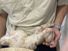 -楼上猫咖(罗湖店)
