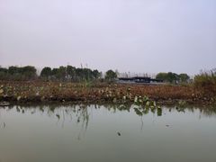 -泗洪洪泽湖湿地景区