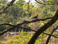 -凤岗南门山森林公园