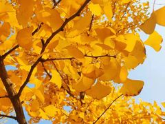 -永定河休闲森林公园