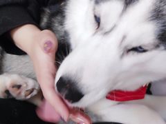-Husky Go! 哈士奇体验馆·宠物咖啡厅狗咖