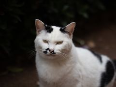-西园寺