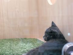 -爪爪喵星球·猫舍(益田假日里店)