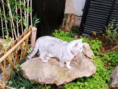 -猫的天空之城概念书店(苏州平江店)