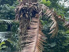 -中国科学院西双版纳热带植物园