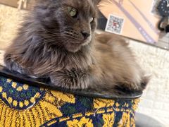 -平行世界·猫咖(首经贸店)