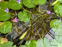 -国家植物园南园