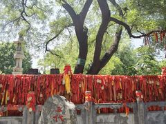 -大槐树寻根祭祖园