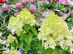 -双季花艺园艺市场(浦东店)