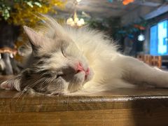 -猫猫幼稚园·撸猫·桌游·电玩