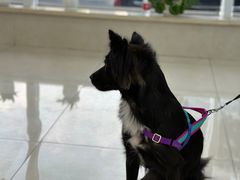 -北京观赏动物医院·24小时大型综合·猫专科·异宠专科