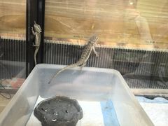 -上海大自然野生昆虫馆(东方明珠·爬宠昆虫探索中心)