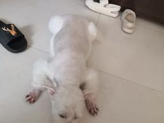 -pd派德宠物中心医院24H急重症·眼科中心·血液透析中心(嵩山北路店)