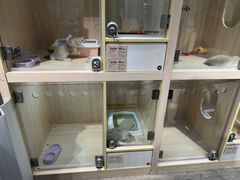 -爪爪喵星球·猫舍(卓悦中心店)