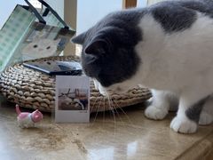 -Catmate·猫肥家润(金润铂宫店)